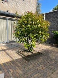 Grote meerstammige Glansmispel Red Robin, Ophalen, Halfschaduw, Overige soorten, Lente