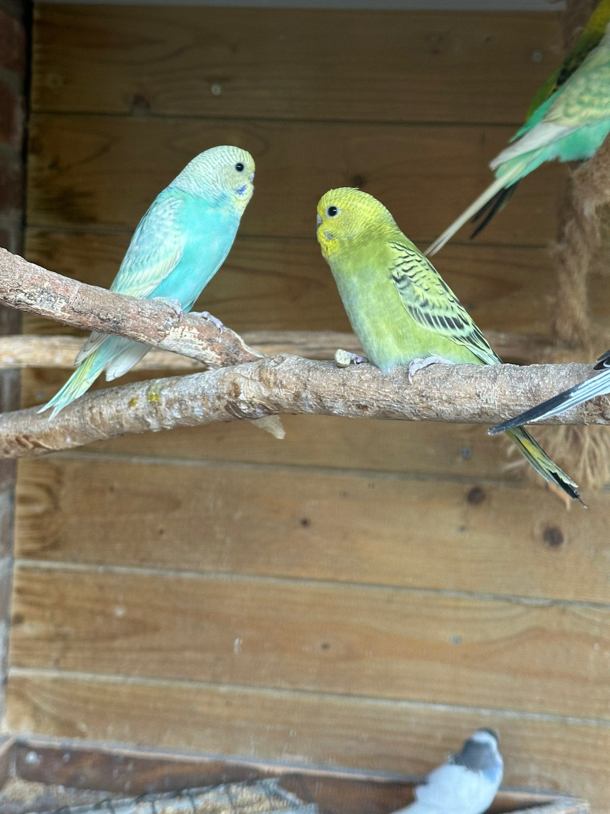 Hele jonge grasparkieten hand tam ., Meerdere dieren, Parkiet, Tam