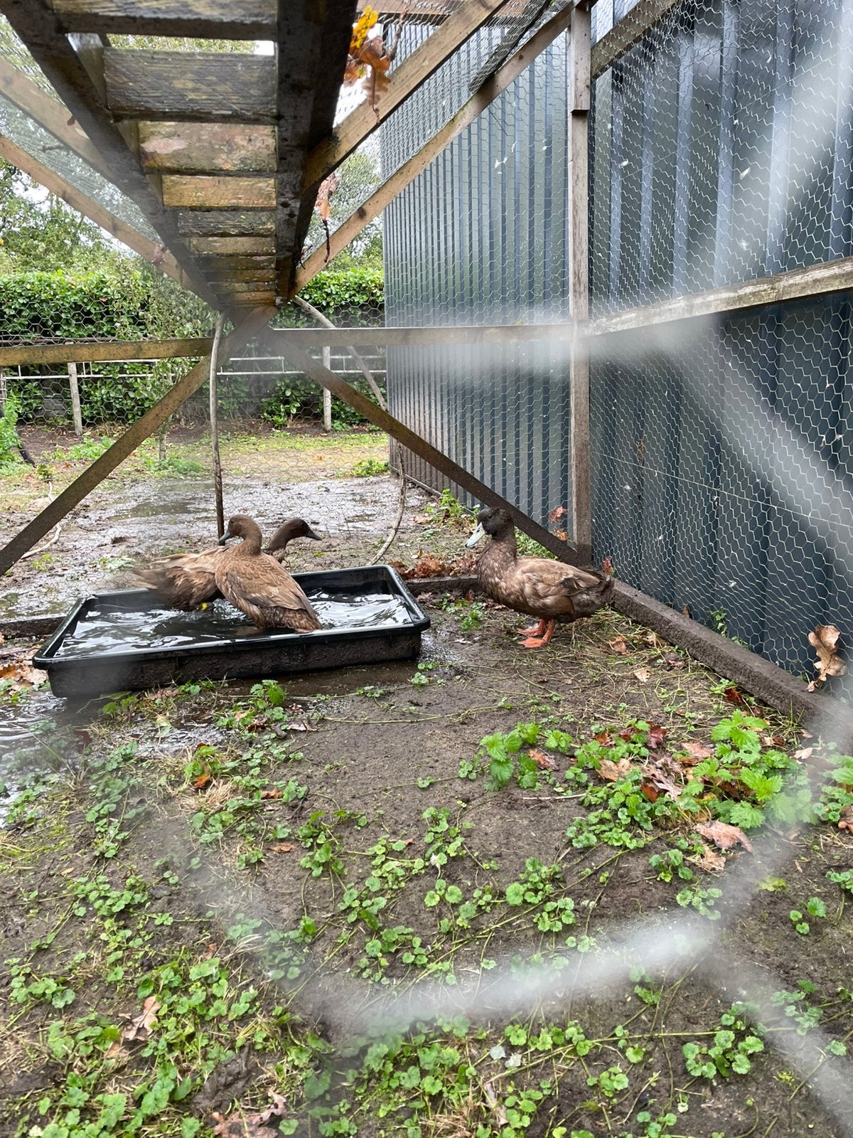 Khakicampbell eenden, Dieren en Toebehoren, Meerdere dieren, Eend