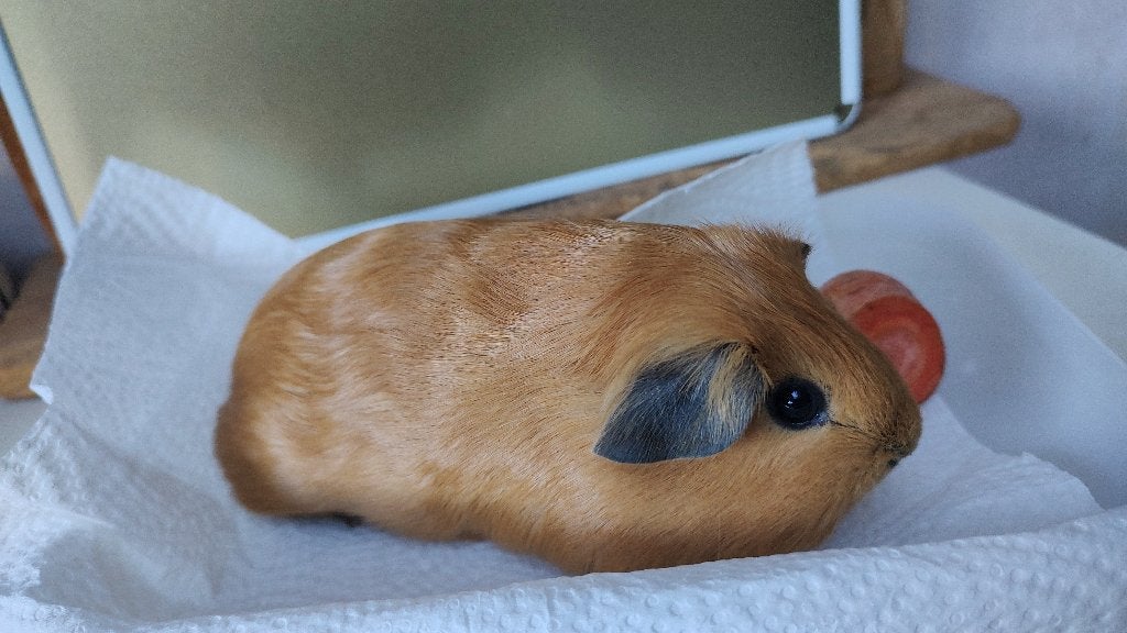 Prachtig buff cali zwart cavia  beertje, leeft buiten., Dieren en Toebehoren, Knaagdieren, Mei, Mannelijk, Cavia