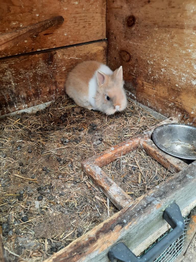 2 mooie baby konijnen, Meerdere dieren, Klein, 0 tot 2 jaar