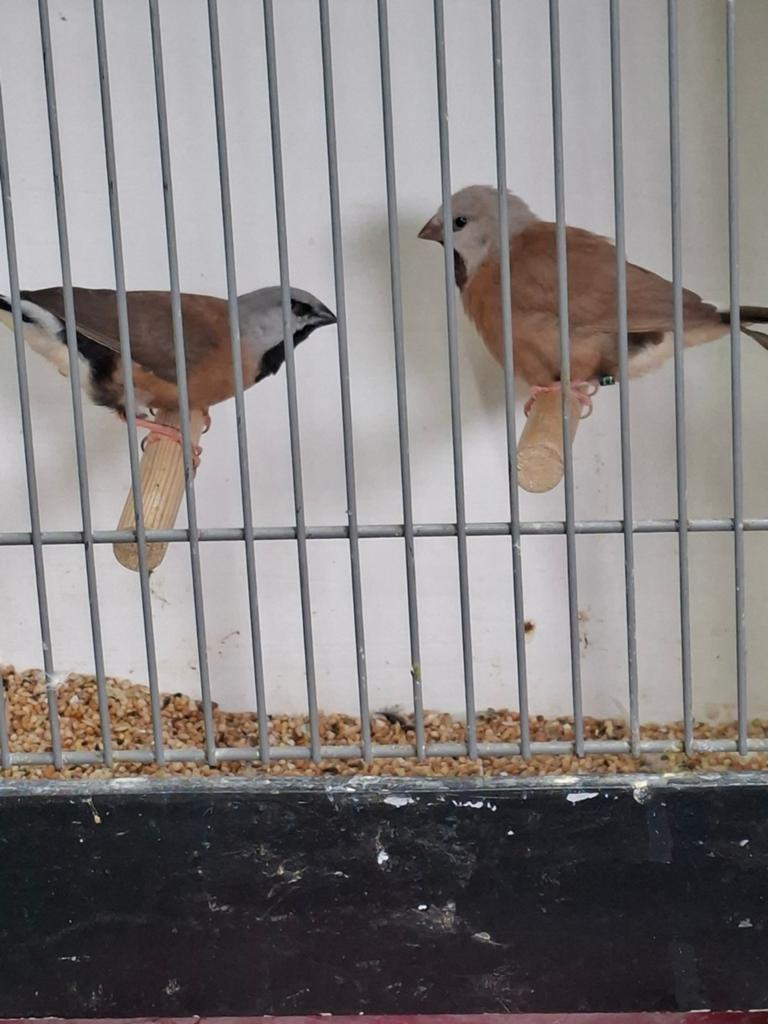 Gordelgrasvinken koppel, Dieren en Toebehoren, Vogels | Overige Vogels, Meerdere dieren