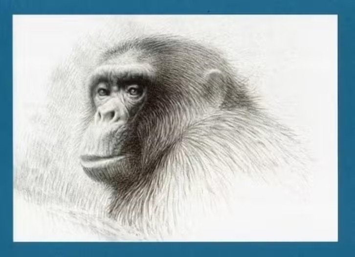 Pentekening Aap Chimpansee Bob door Theo Zwinderman., Ophalen of Verzenden, Zo goed als nieuw
