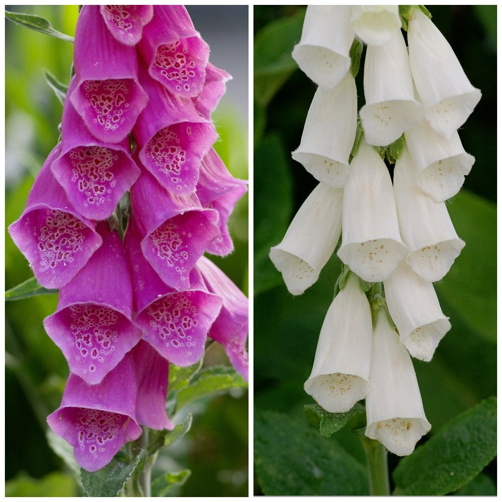 Zaden vingerhoedskruid mix (Digitalis purpurea) - inheems, Ophalen of Verzenden, Najaar, Volle zon, Zaad