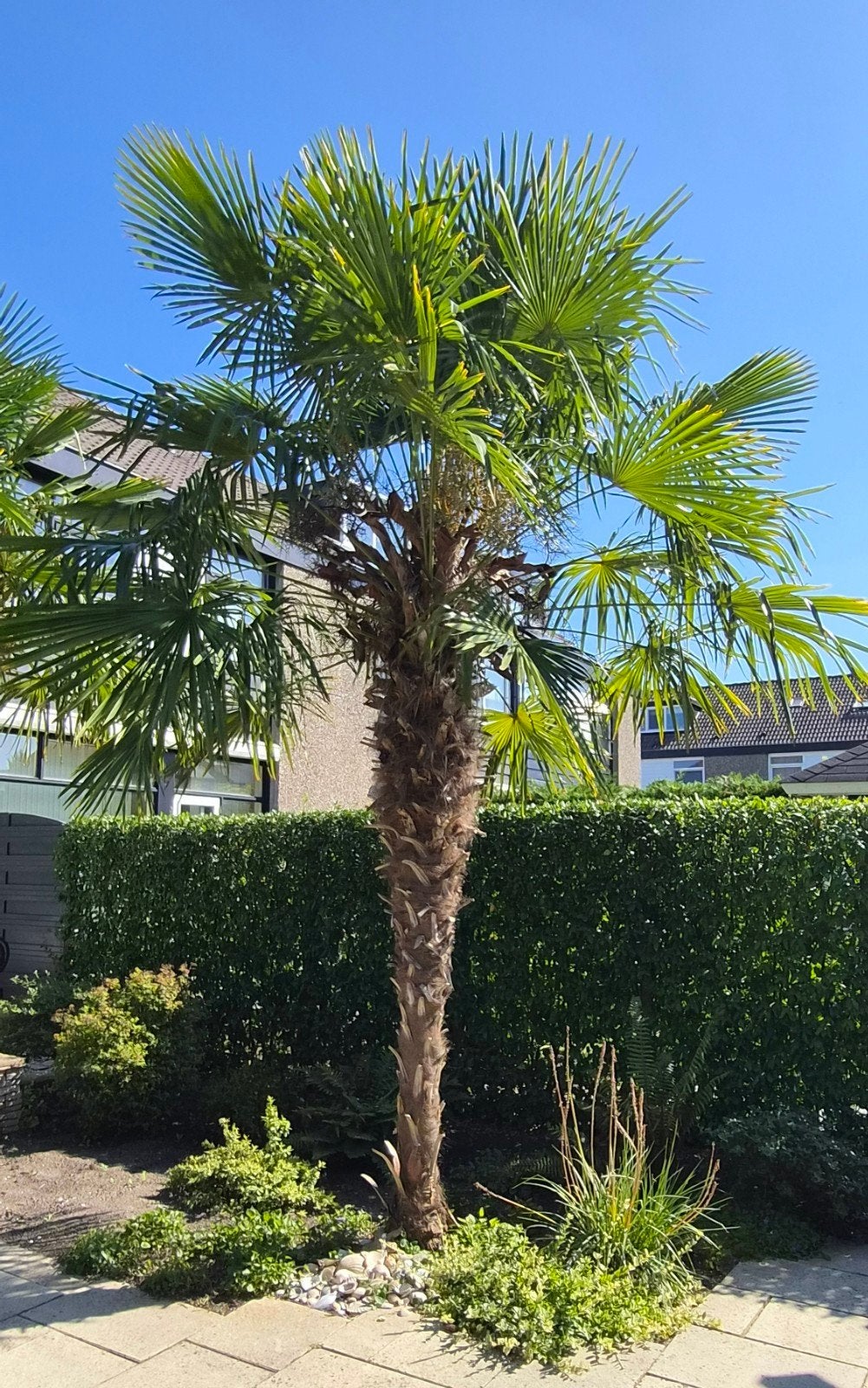 Palmboom  4 meter hoog, Tuin en Terras, Zomer, Palmboom, 400 cm of meer, Ophalen