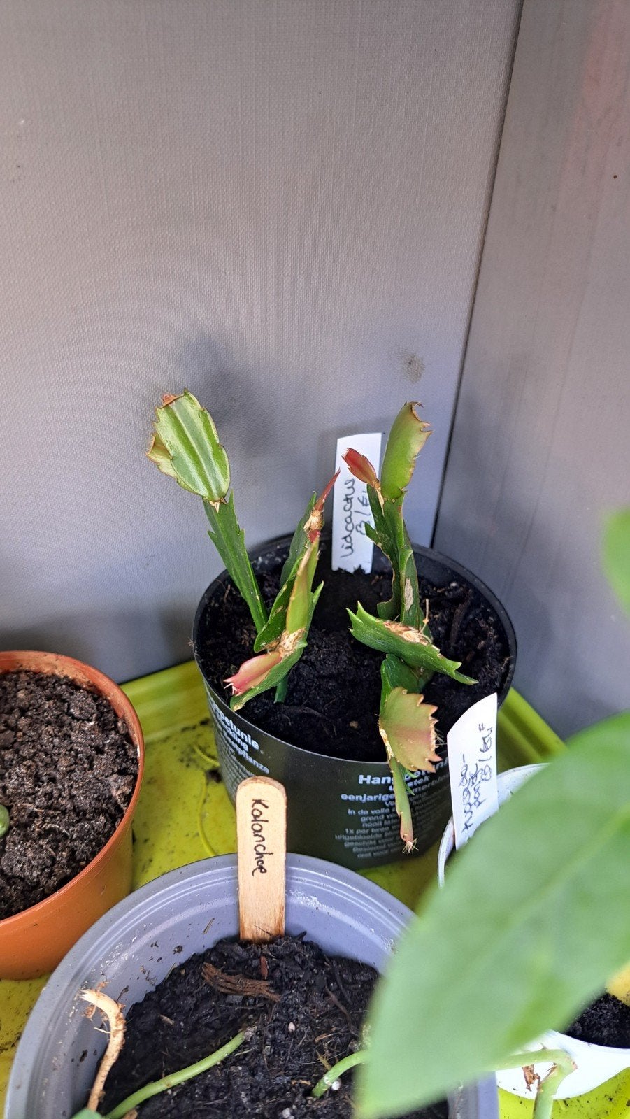 Lidcactus, Ophalen, Halfschaduw, Minder dan 100 cm