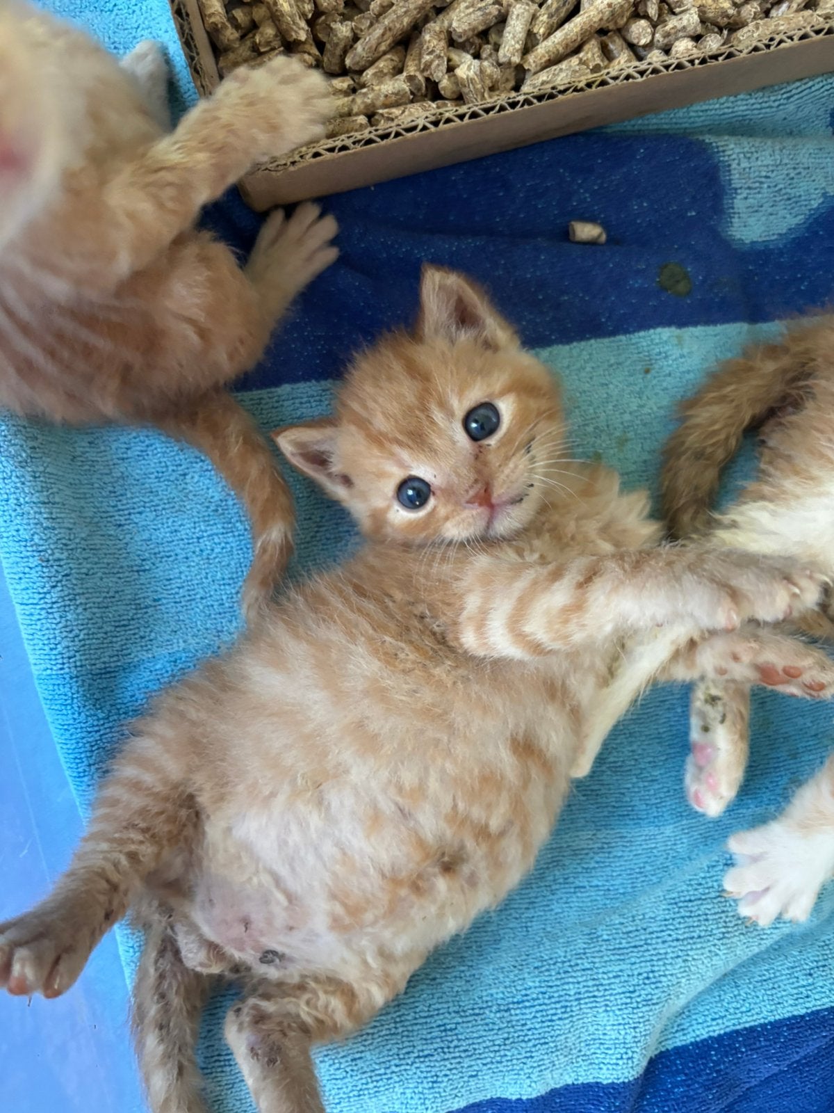 Dikke rode kater, Kater