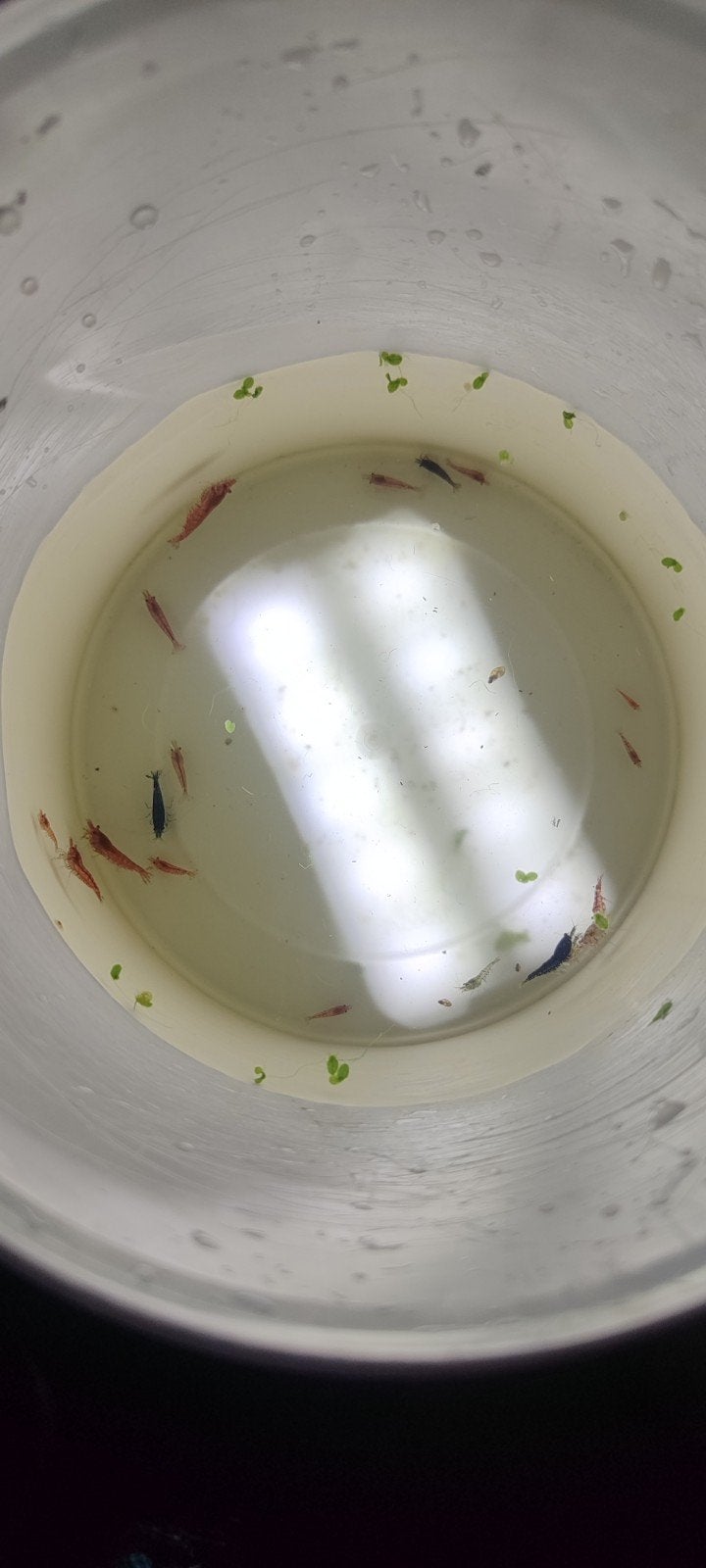Shrimps for sale, Dieren en Toebehoren, Vissen | Aquariumvissen, Vis