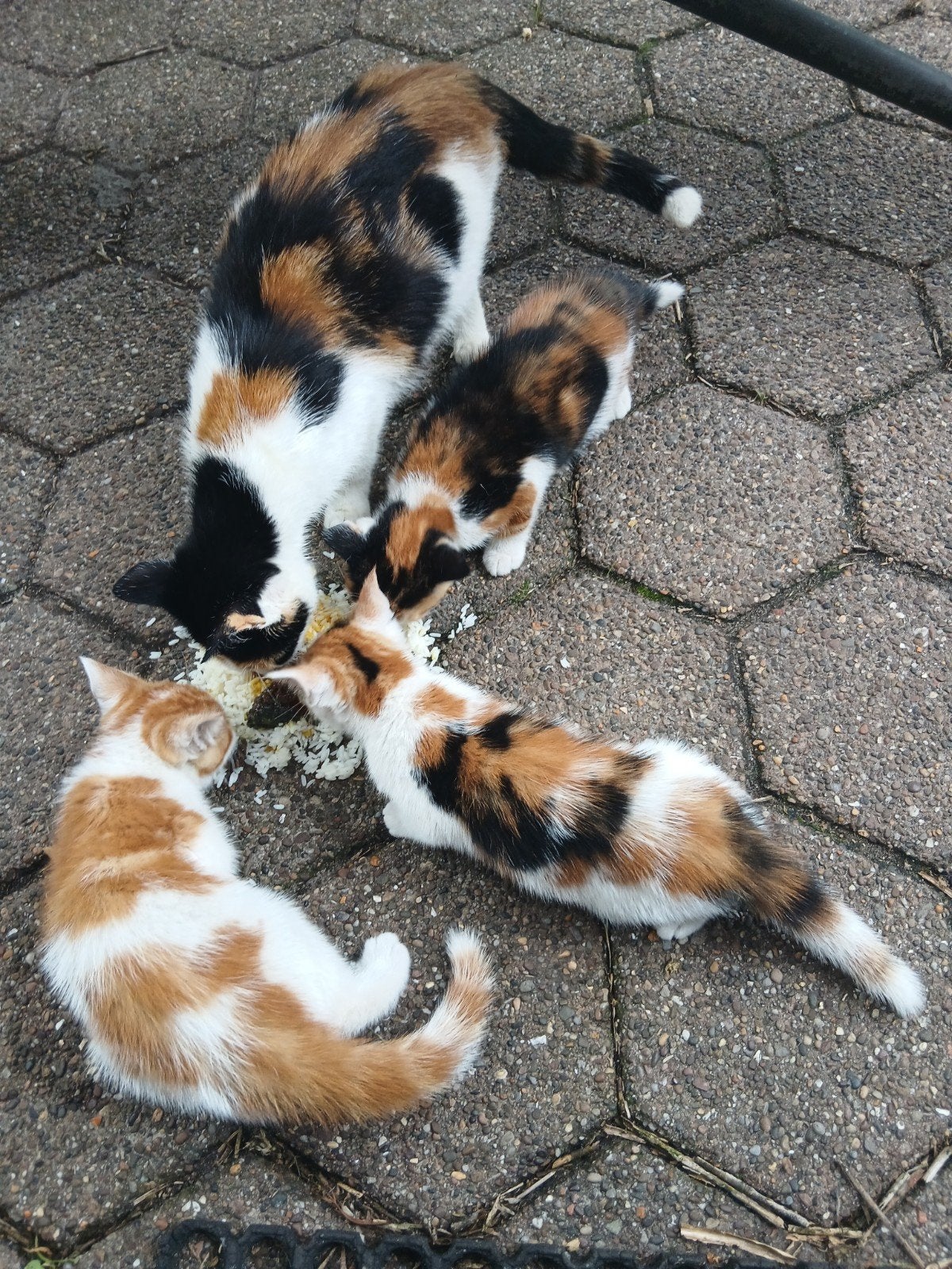 Kittens, Dieren en Toebehoren, Katten en Kittens | Overige Katten