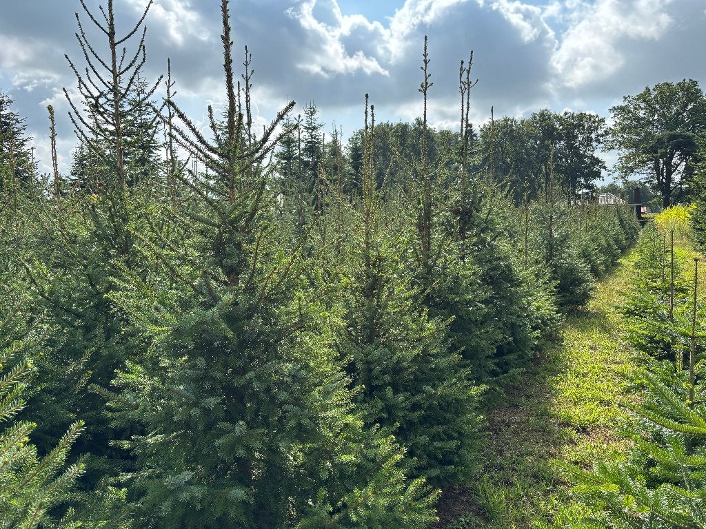 Mooie partij Picea Omorika kerstbomen (Servische spar), Tuin en Terras, Bloeit niet, Overige soorten, 100 tot 250 cm, Ophalen