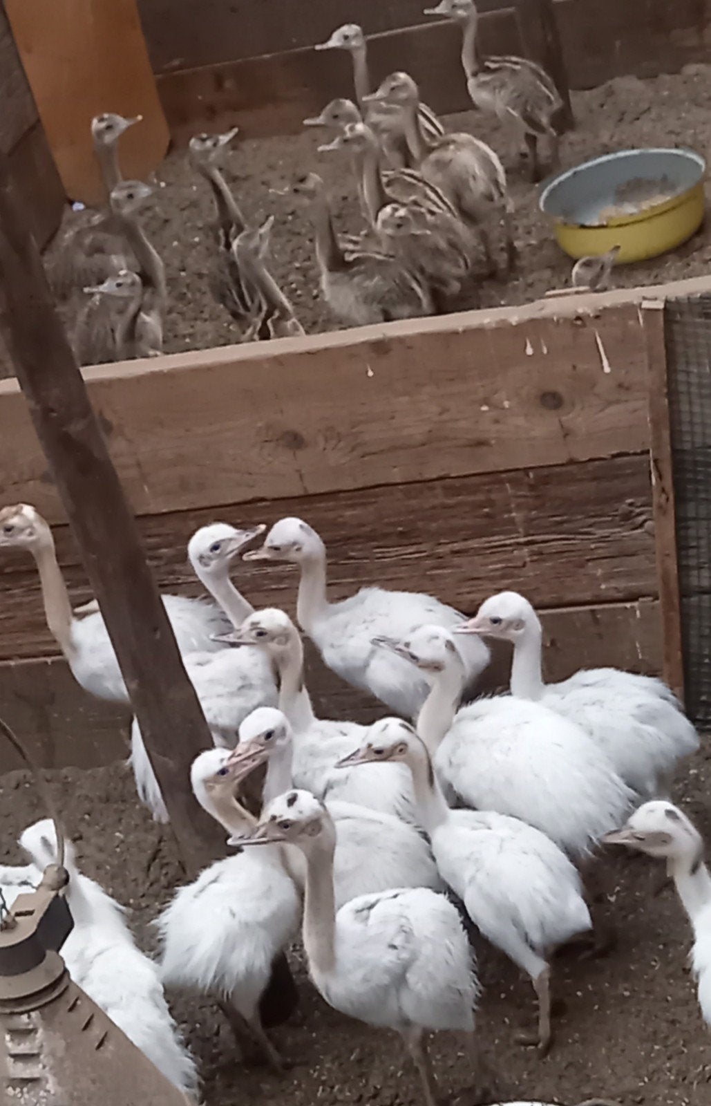 nandoe, Dieren en Toebehoren, Meerdere dieren, Overige soorten