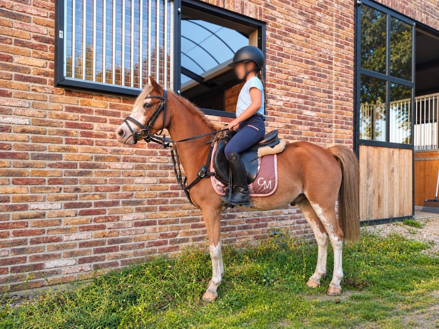 b pony ( sportpony ), Dieren en Toebehoren, Met stamboom, Ruin, Zadelmak, 3 tot 6 jaar