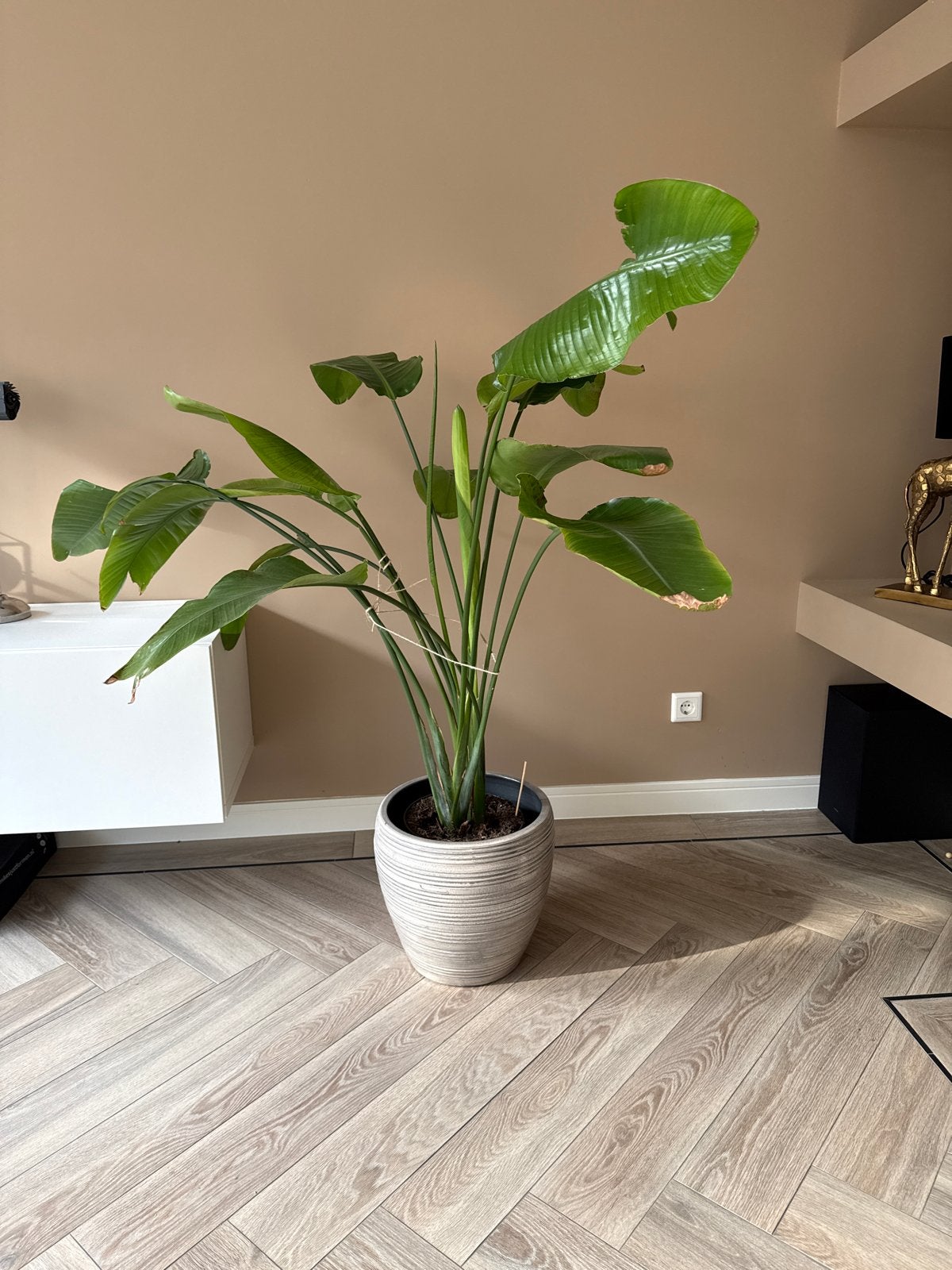 Strelitzia met nieuwe bladeren - ca. 125cm hoog, Groene kamerplant, Ophalen, Overige soorten, 100 tot 150 cm