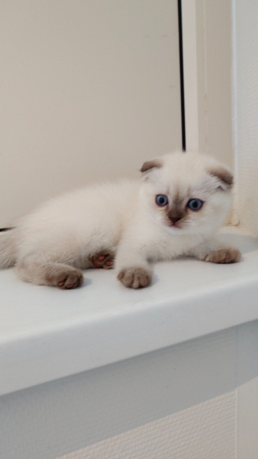 British Korthaar kitten, Meerdere dieren, Ontwormd