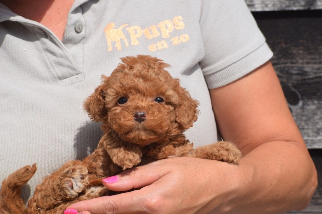 Poedel pups kleine taille, Poedel, België, 15 weken tot 1 jaar, Meerdere