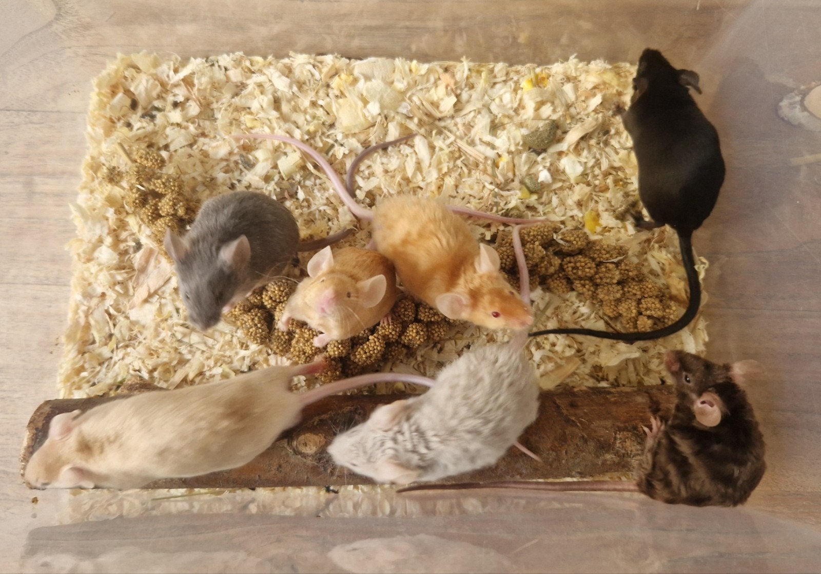 Kleurmuis man texels bont satijn muis agounti rex rood grijs, Dieren en Toebehoren, Juni, Mannelijk, Muis