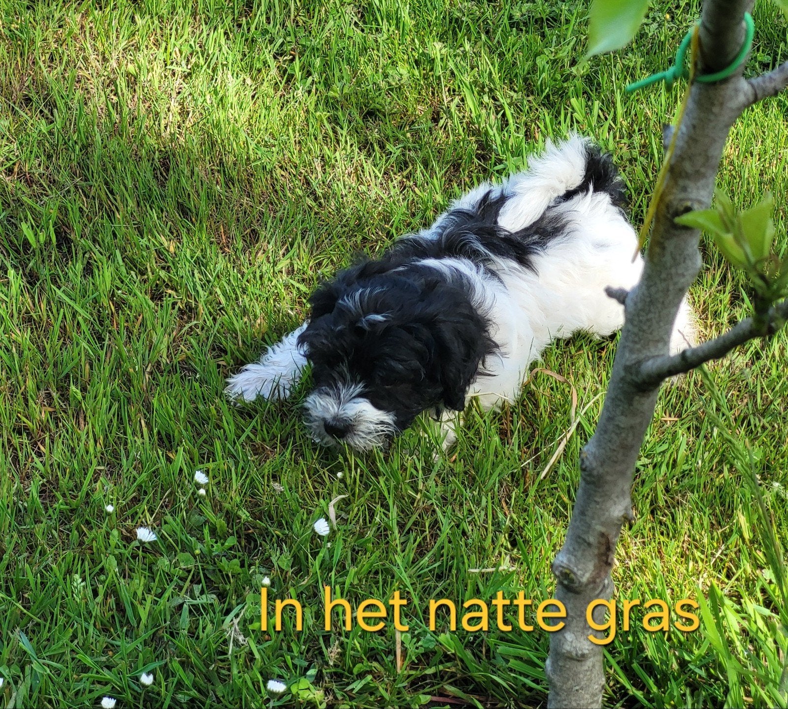 Lieve Maltipoo (boomer)pups, Parvo, Overige rassen, 8 tot 15 weken, Meerdere