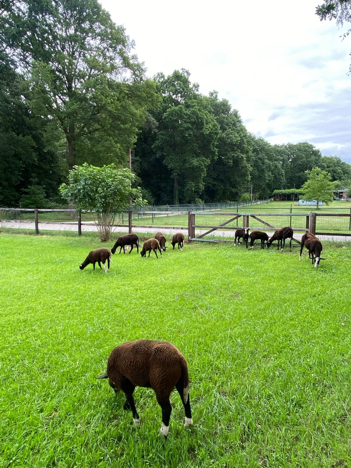 Zwartbless schapen rammen en ooien, Dieren en Toebehoren, Meerdere dieren, Schaap