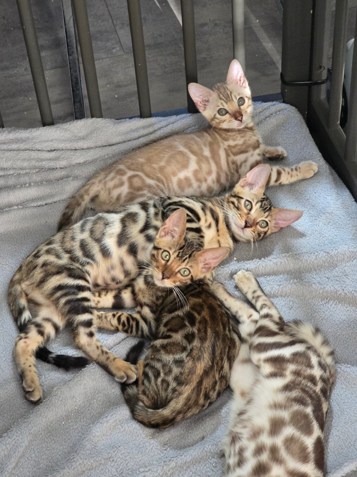 bengaal kittens tekoop. ll ( mogen verhuizen !!  ), Meerdere dieren