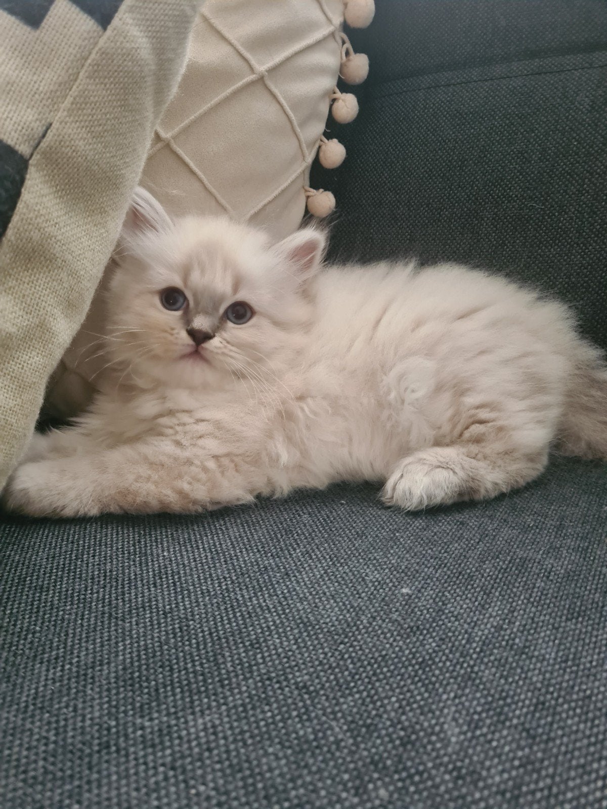schattige dame siberische/ragdoll kitten, Meerdere dieren, Ontwormd, 0 tot 2 jaar