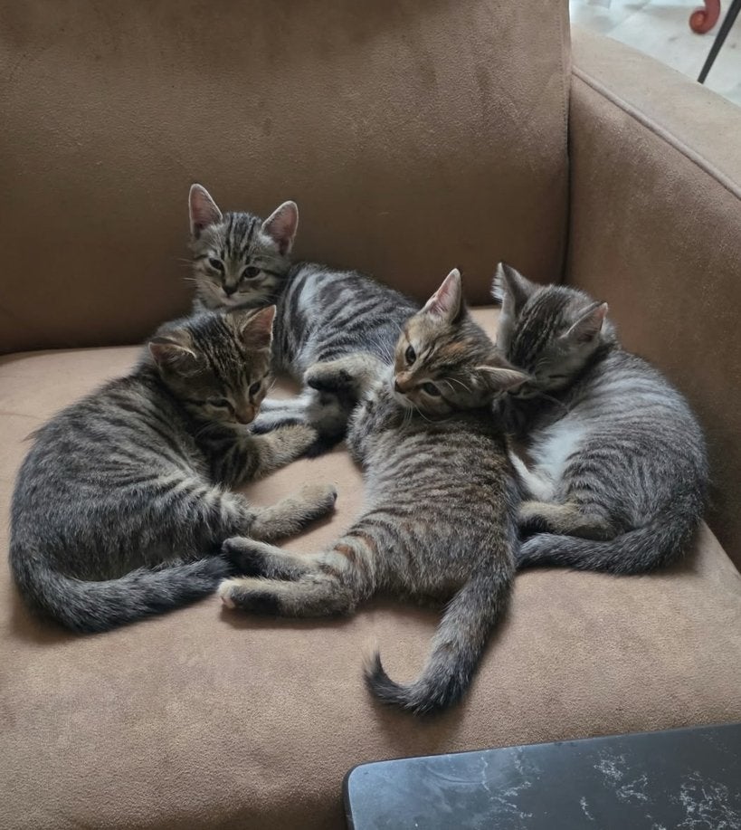Kittens, Poes, Kortharig, 0 tot 2 jaar