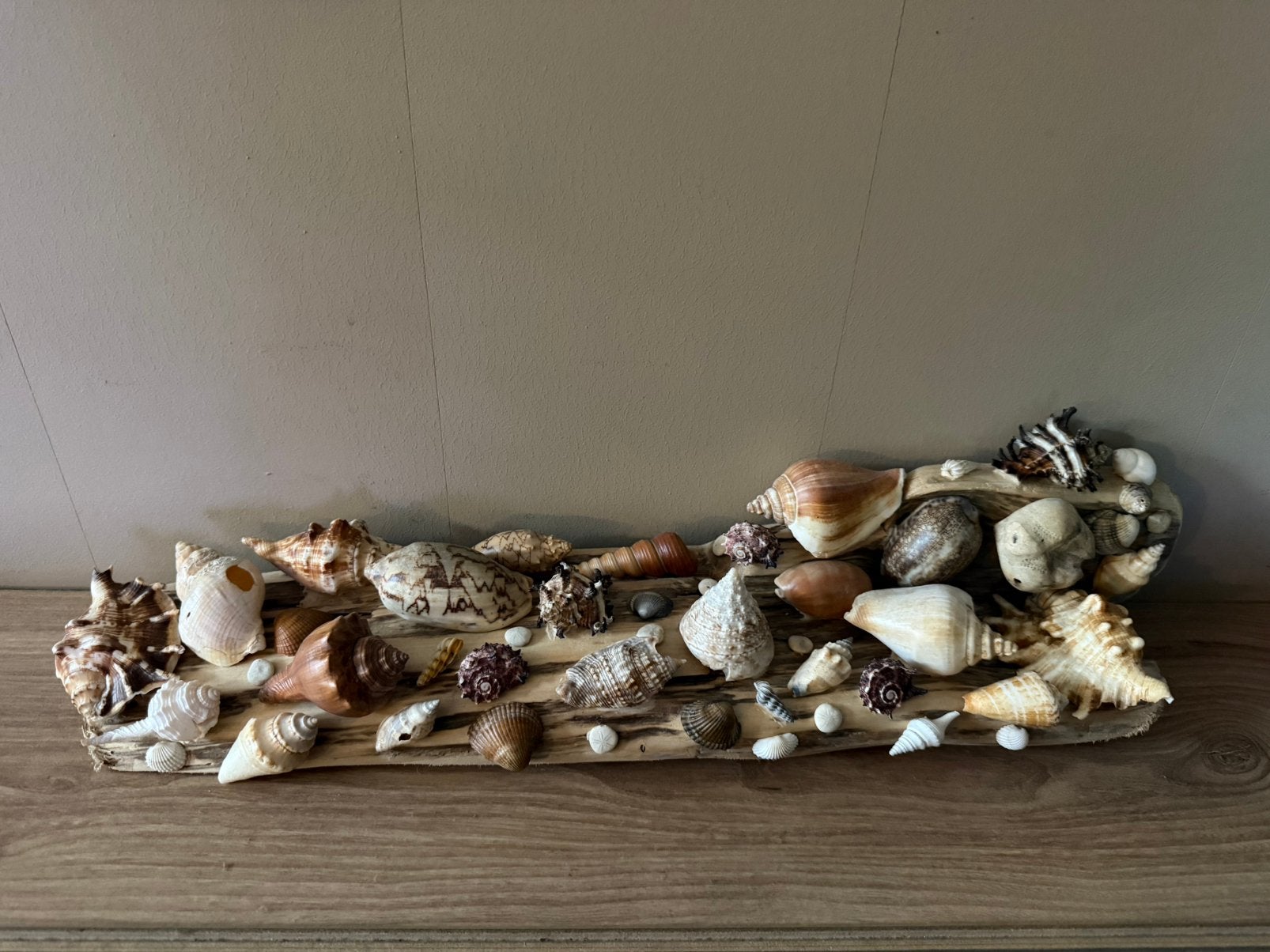 Grote handgemaakte schelpendecoratie op drijfhout, Gebruikt, Meerkleurig, Decoratieobject, Ophalen of Verzenden