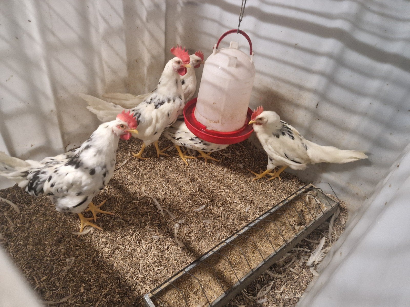 Bonte Leghorn hanen te koop., Mannelijk, Kip