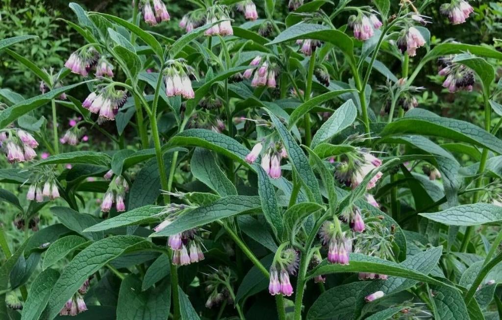 Smeerwortelstekken( Bocking 14)- Steun Voedselbos Emmeloord, Tuin en Terras, Planten | Tuinplanten, Vaste plant, Kruiden, Halfschaduw