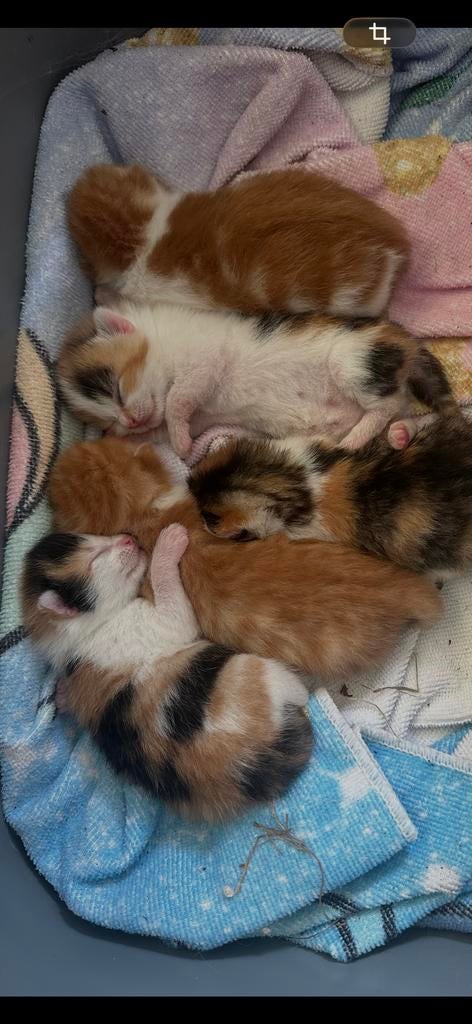 Kittens!!!, Dieren en Toebehoren, Katten en Kittens | Overige Katten, Meerdere dieren