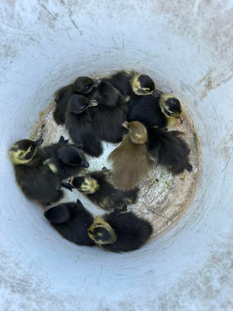 Eendenkuikens uit de broedmachine., Dieren en Toebehoren, Pluimvee, Geslacht onbekend, Eend