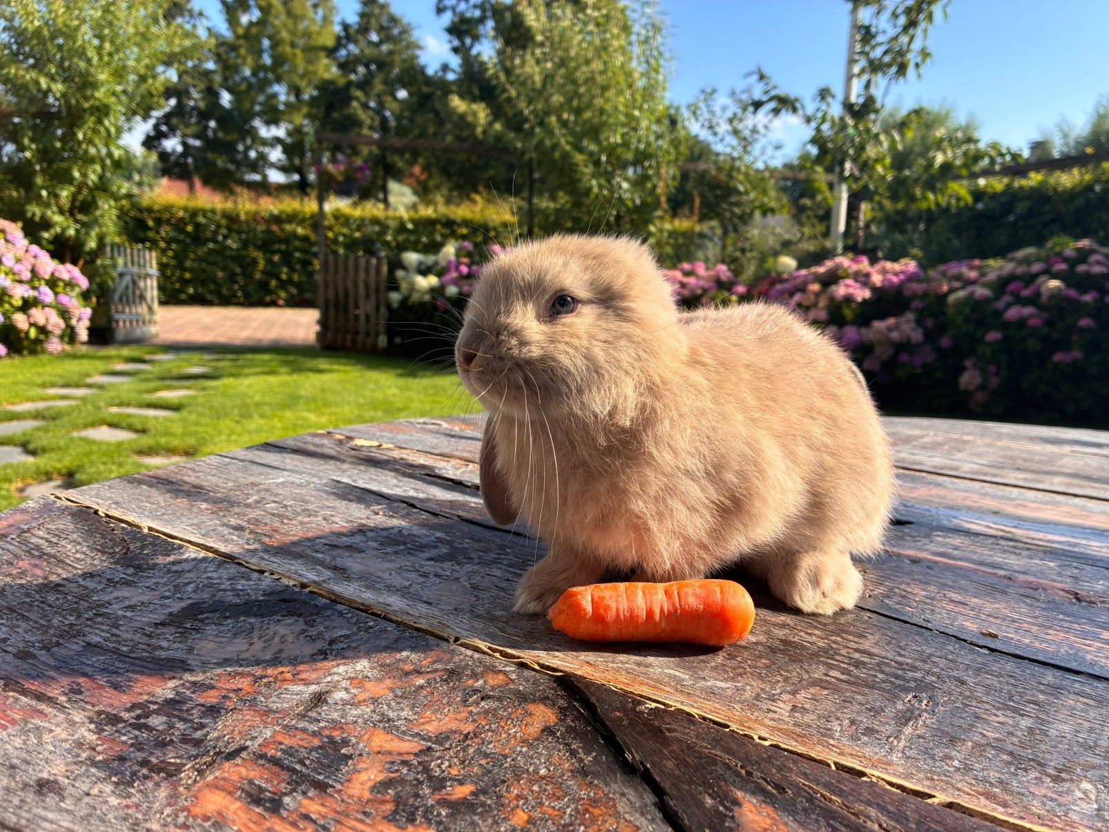 Prachtige raszuivere Franse Hangoren in mooie kleurtjes, Dieren en Toebehoren, Konijnen, Meerdere dieren, Groot