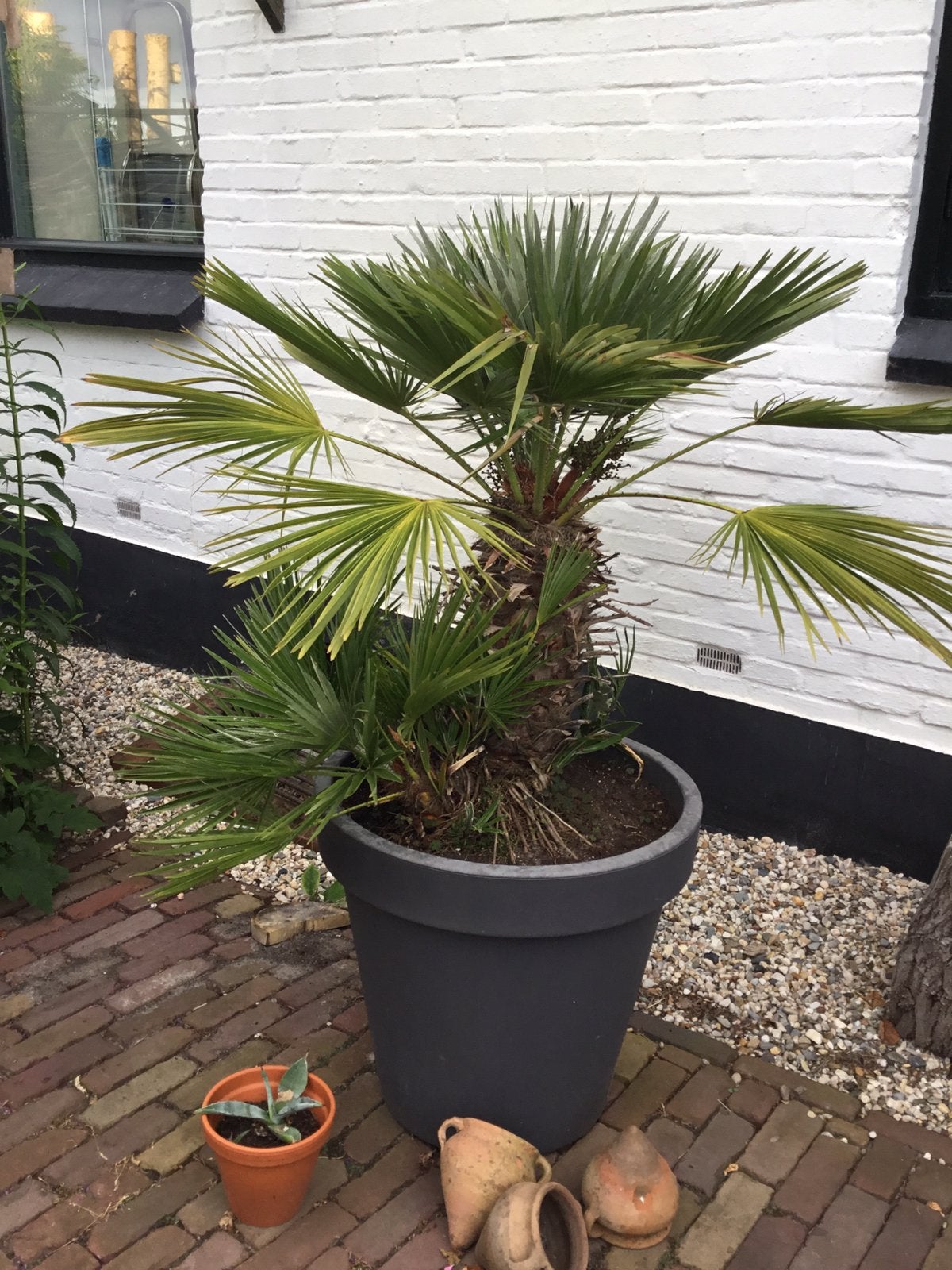 Mooie grote palm voor terras of in tuin, Bloeit niet, 100 tot 250 cm, Palmboom, Ophalen