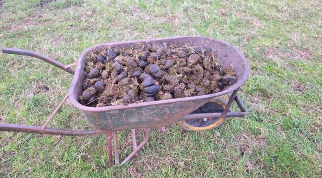 GRATIS verse paardenmest voor uw tuin, Ophalen