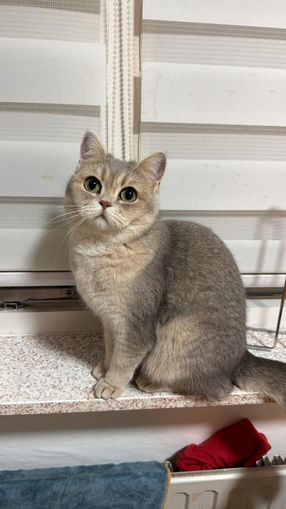 Britse korthaar SILVERSHADED 2 jaar oud, Dieren en Toebehoren, Katten en Kittens | Overige Katten, Poes