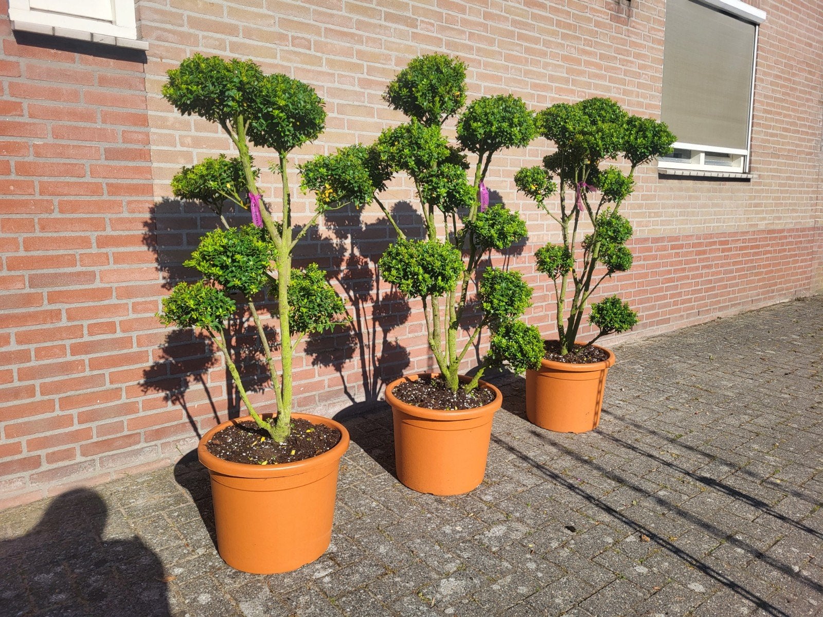 ilex pon pon een echte blikvanger, Ophalen of Verzenden, Overige soorten, Volle zon