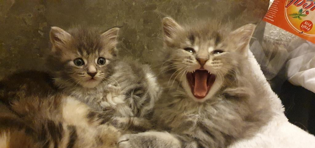 Maine Coon kittens, Meerdere dieren, Gechipt, 0 tot 2 jaar