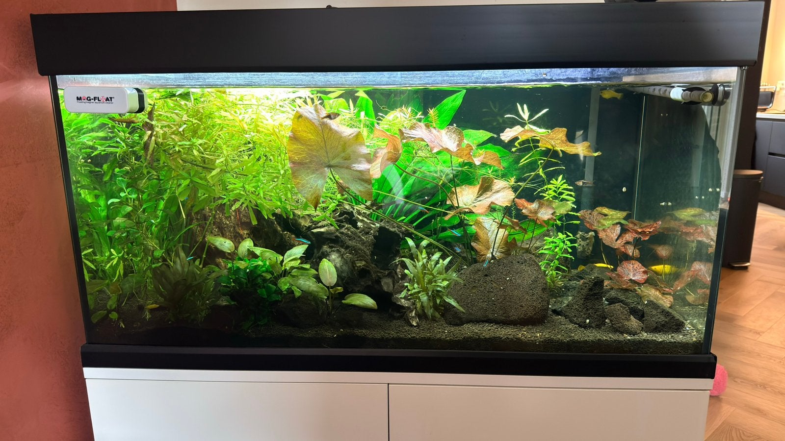 Eheim Proxima 250 met BioMaster Thermo 600 en verlichting, Dieren en Toebehoren, Ophalen, Zo goed als nieuw, Leeg aquarium, Verwarming
