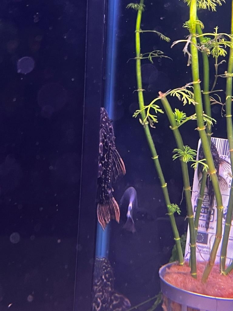 L114 leopard cactus pleco, Dieren en Toebehoren, Vissen | Aquariumvissen, Vis, Zoetwatervis, Schoolvis