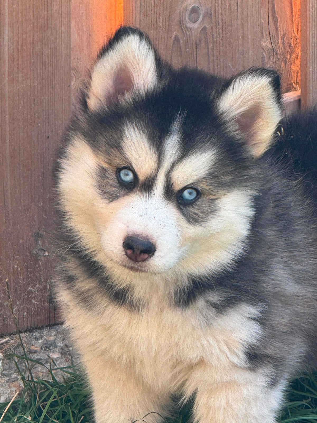Lieve, schattige Pomsky pups mogen verhuizen, Overige rassen, 8 tot 15 weken, Parvo, Meerdere