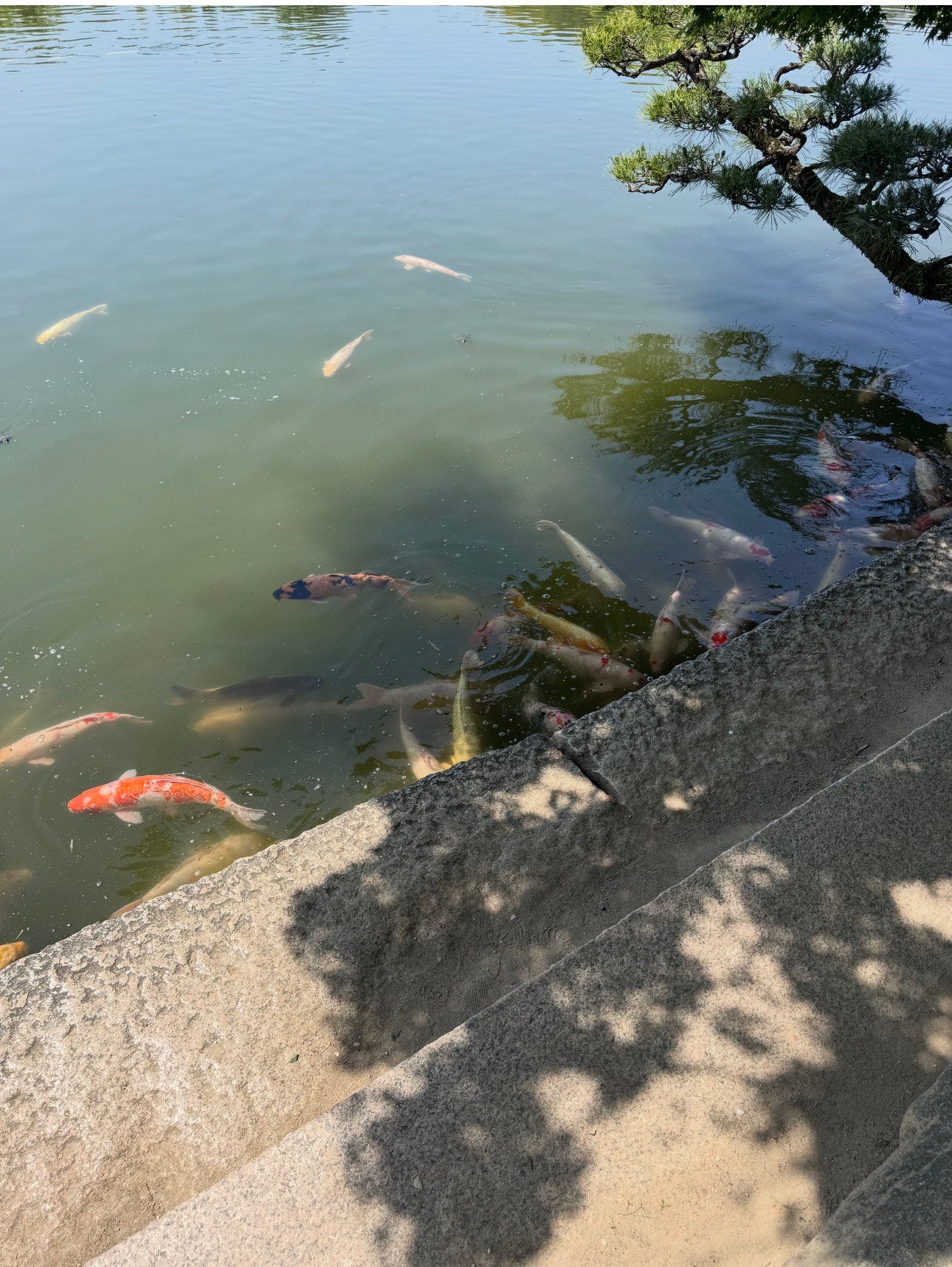 Koi karoers te koop in diverse maten, Karper of Koi