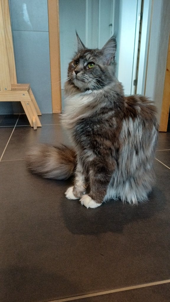 Main coon, Poes, Gechipt, 0 tot 2 jaar