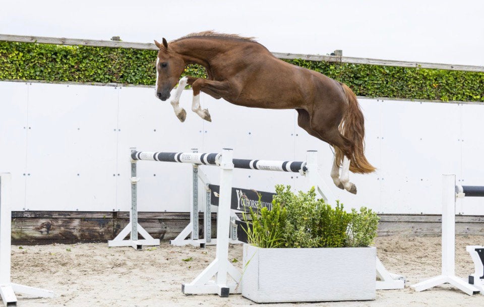 3-jr. springpaard v: Qualibri de L’ilse x Arezzo., Dieren en Toebehoren, Paarden, Merrie, Met stamboom, Springpaard, 3 tot 6 jaar