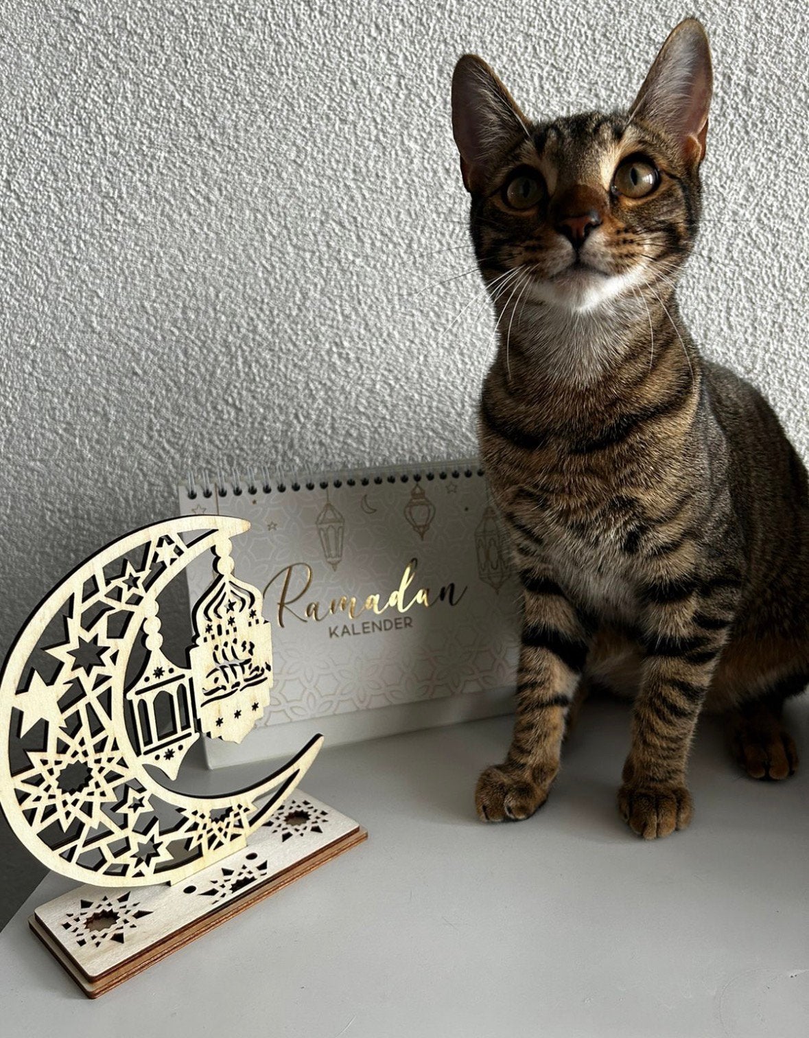Poes te koop, Dieren en Toebehoren, Poes, 3 tot 5 jaar