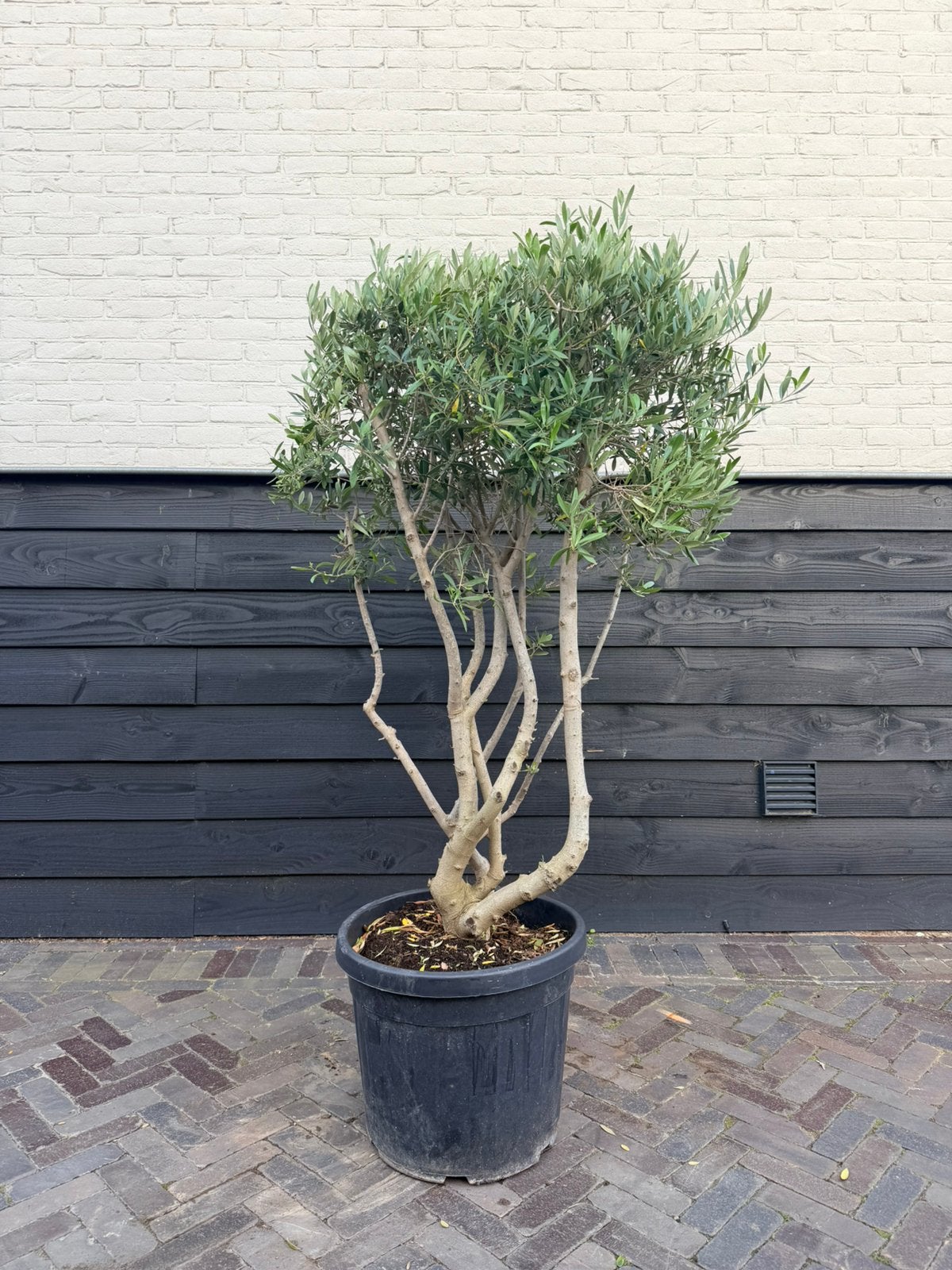 Meerstammige olijfboom, Tuin en Terras, Planten | Bomen, 100 tot 250 cm, Olijfboom, Zomer, Ophalen