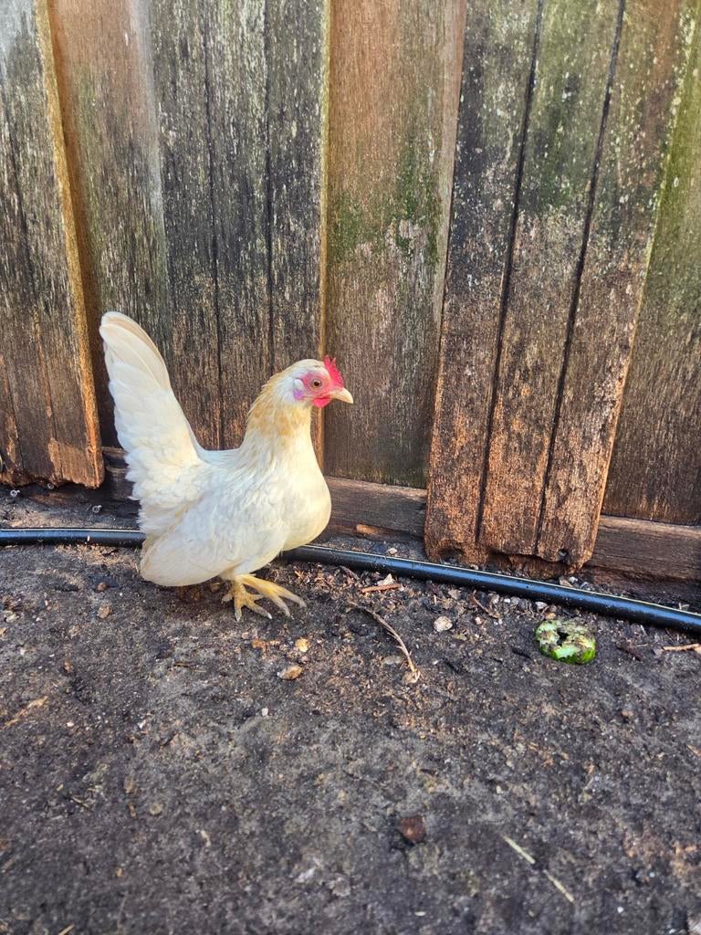 Ayam Serama hen, Dieren en Toebehoren, Pluimvee, Vrouwelijk, Kip