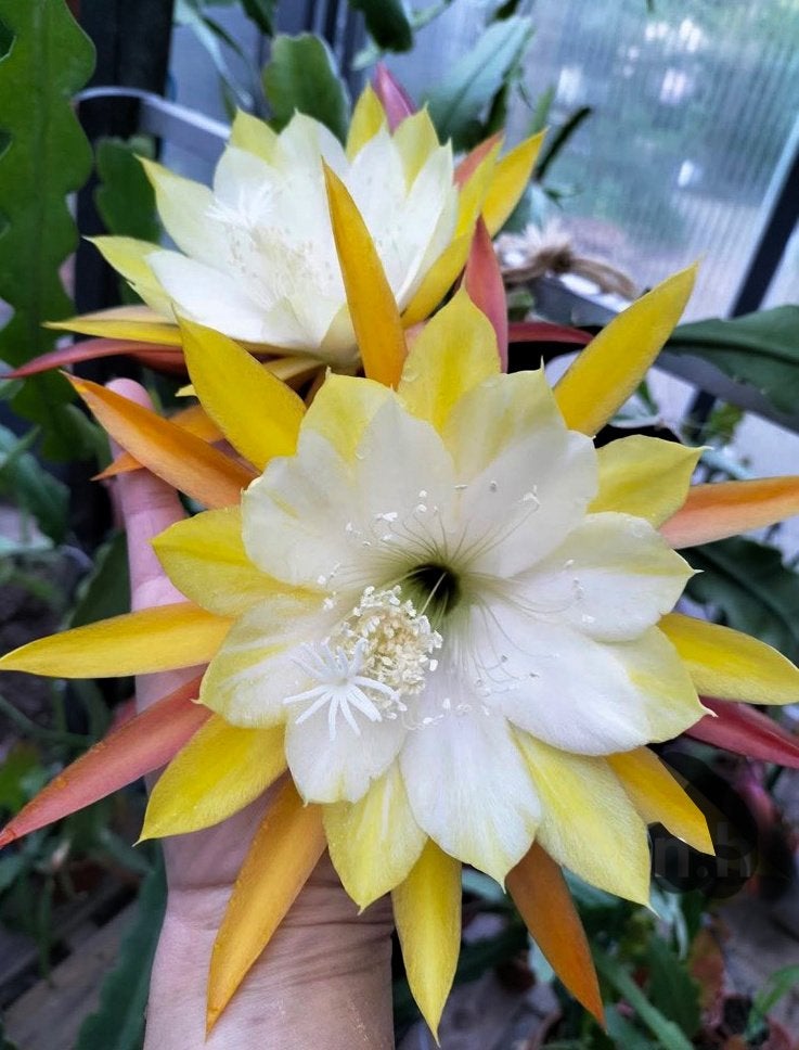 cactus - Epiphyllum William Clark en Kodi I, Huis en Inrichting, Kamerplanten, Ophalen of Verzenden, Cactus, Volle zon, Minder dan 100 cm