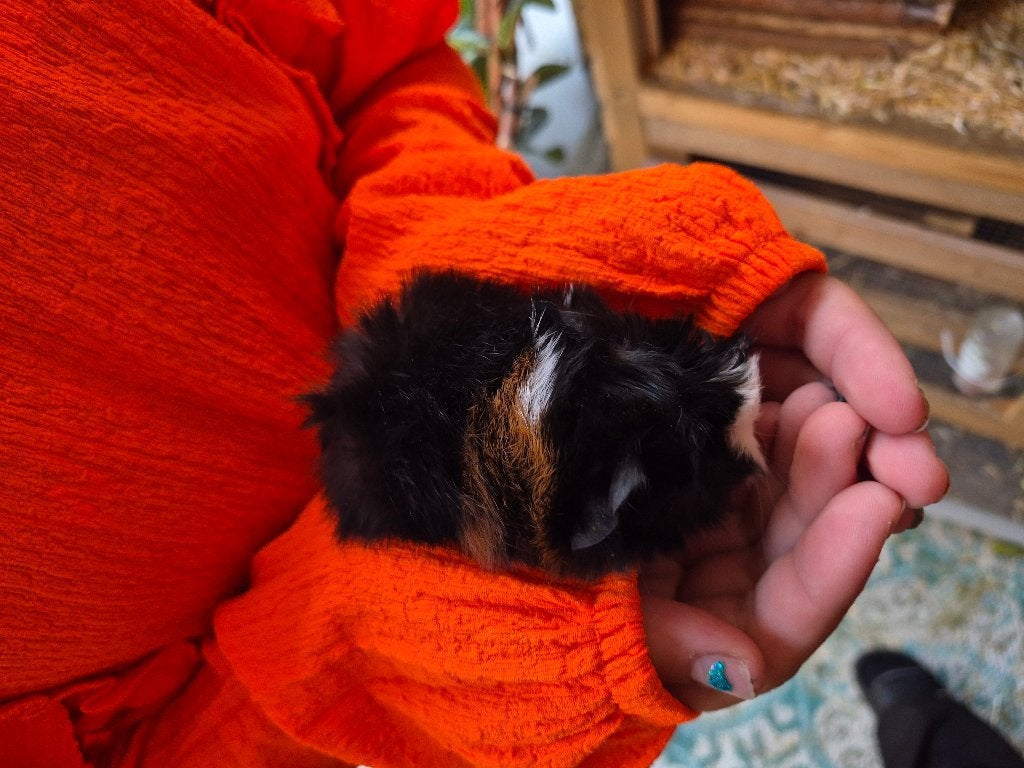 Peruviaan cavia babys, Dieren en Toebehoren, Cavia, Mannelijk, Tam, September