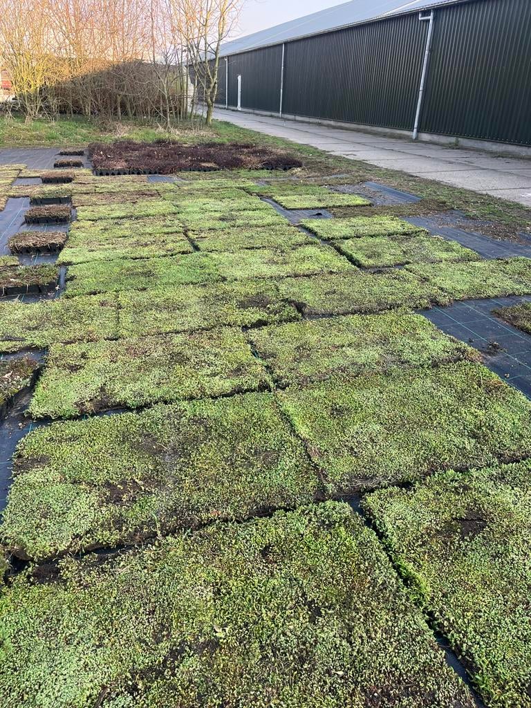 Grote partijen Sedum: trays, matten en toebehoren, Bodembedekkers, Volle zon, Vaste plant, Ophalen of Verzenden