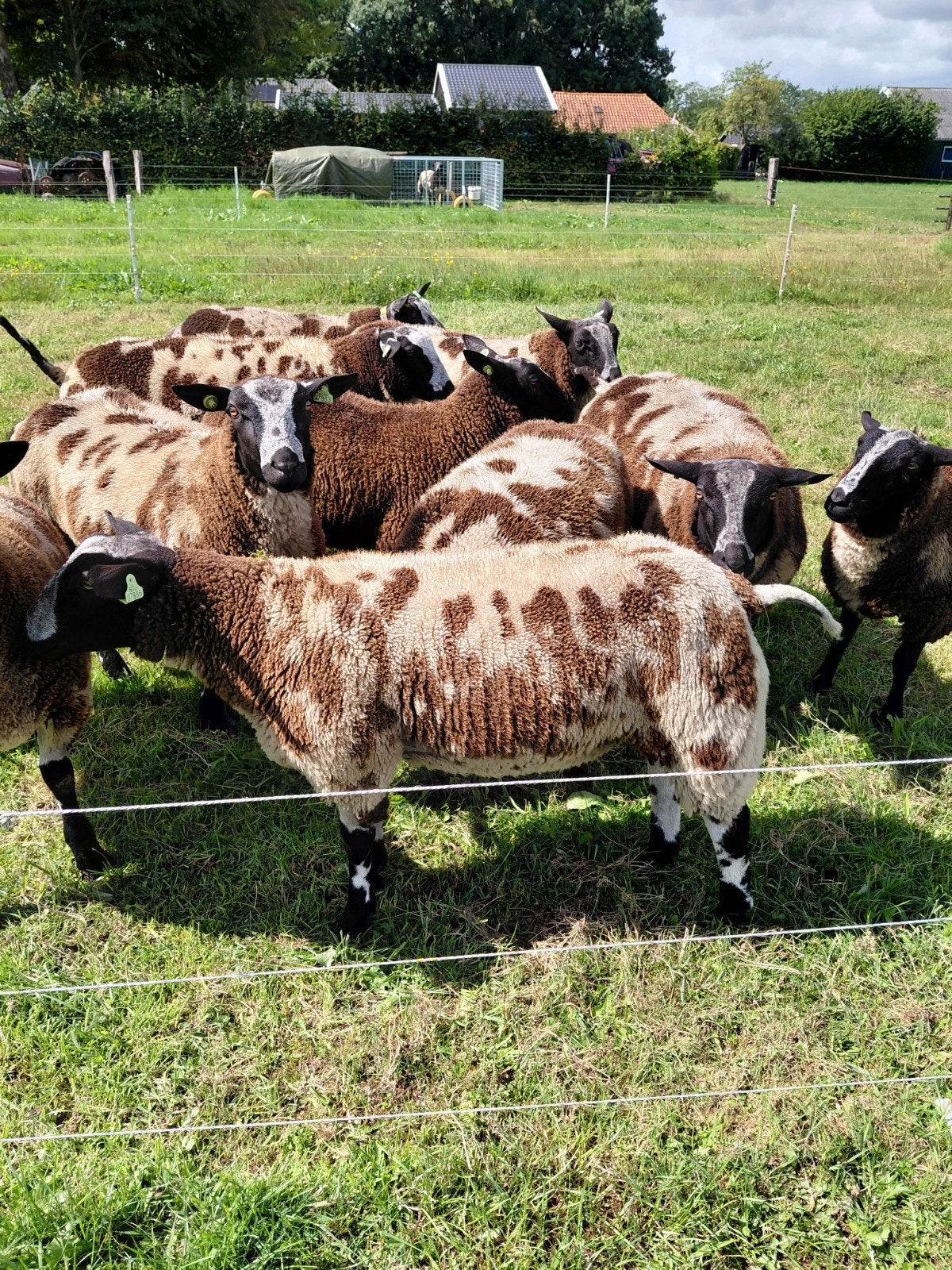 zwoegervrije bonte rammen, Mannelijk, Schaap