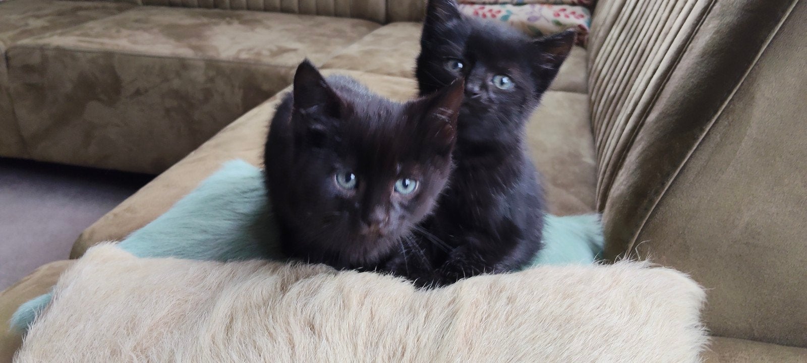 Kittens, Dieren en Toebehoren